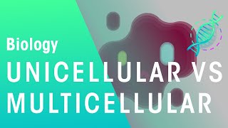 Unicellular vs Multicellular  Cells  Biology  FuseSchool [upl. by Elfstan]