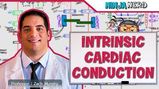 Cardiovascular  Electrophysiology  Intrinsic Cardiac Conduction System [upl. by Laine]