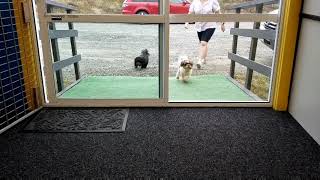 Dogs Arriving at Doggy Daycare [upl. by Key]