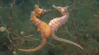 RARE Seahorse Mating amp Giving Birth Footage  DEEP SEA CREATURES [upl. by Chloe]