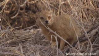 Yellow Mongoose vs Meerkat Part 12 [upl. by Branham]