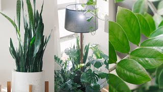 Peaceful Plant Tour – Indoor Houseplant Collection 🌱 [upl. by Peppard]