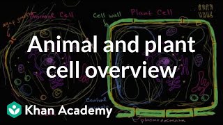 Overview of animal and plant cells  Biology  Khan Academy [upl. by Fasano]