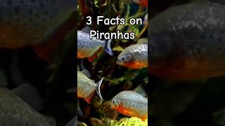 3 Facts on Piranhas [upl. by Millburn]