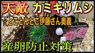 薔薇の天敵【カミキリムシ産卵防止対策】これで怖くない😊🐻とことんとこ伊藤さんありがとうございます🐟 [upl. by Onilecram410]