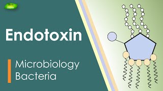 Lipopolysaccharides  LPS  Endotoxin  Bacterial toxin  Inflammation  Basic Science Series [upl. by Geesey]