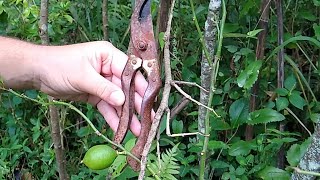 bicho pau Nome científico Phasmatodea 🇧🇷 [upl. by Crowe666]