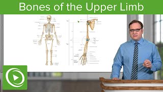 Bones of the Upper Limb – Anatomy  Lecturio [upl. by Lorain886]