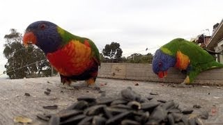 Kookaburras Lorikeets Rosellas and Magpiesm4v [upl. by Rohpotsirhc601]