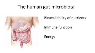 Alzheimers Disease and the Gut Microbiome [upl. by Ahsirak]