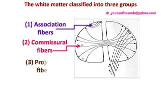 13 Commissural fibers  Corpus callosum [upl. by Ylrebme]