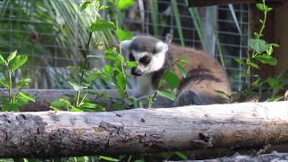 RingTailed Lemur Observation Video [upl. by Nylekoorb846]