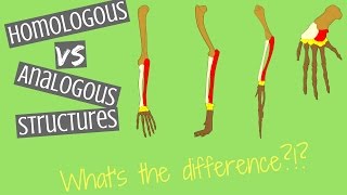 Homologous Structures vs Analogous Structures  Key Differences [upl. by Crane]