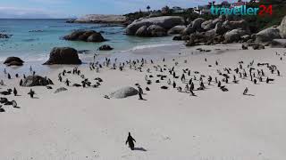 Boulders Beach  Home of the African Penguin [upl. by Adnar457]