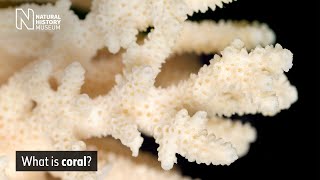 What is Coral  Natural History Museum [upl. by Origra]