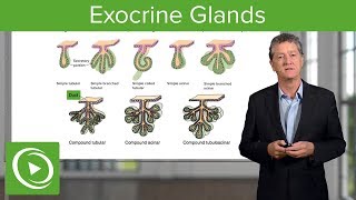 Exocrine Glands – Histology  Lecturio [upl. by Kcirad404]