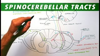 Spinocerebellar tracts  Neuroanatomy Tutorial  Ascending pathways [upl. by Hildagarde]