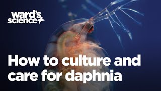 Caring and Culturing for Daphnia [upl. by Damaris]