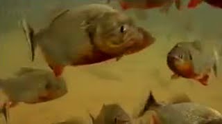 Piranha Fish Feeding Frenzy  Jungle  BBC Studios [upl. by Ellevehs]