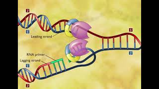 DNA Replication 3D Animation [upl. by Alathia]