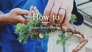 Bonsai for Beginners Shaping and Wiring a Juniper bonsai  Wazakura Japan [upl. by Tara]