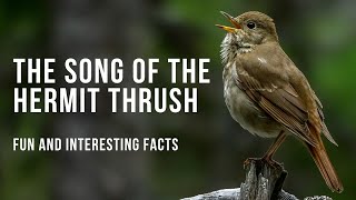 Fun Facts About the Beautiful Hermit Thrush Song [upl. by Haman]