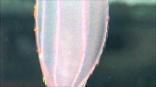 Fascinating ctenophores [upl. by Jarus509]