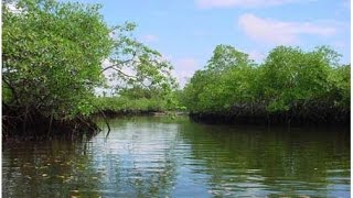 MANGLARES EN COLOMBIA  MANGROVES IN COLOMBIA [upl. by Akvir]