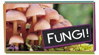 Fungi Why Mushrooms Are Awesome  Biology for Kids [upl. by Euv]