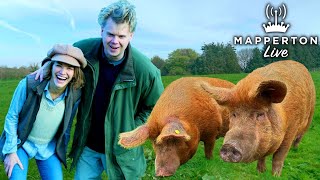 These Giant Pigs are Restoring Nature on our Country Estate Heres How [upl. by Mlohsihc]