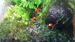 Golden mantella Mantella aurantiaca eating fruit flies [upl. by Najar]