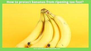 How to Protect and Store Bananas from Ripening Too Fast [upl. by Switzer178]