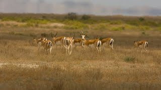 Shirvan National Park  Azerbaijan  Safari tour [upl. by Tannenwald]