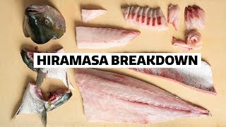 How to fillet a YELLOWTAIL for SUSHI [upl. by Sabas]