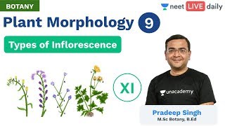 Plant Morphology  L 9  Types of Inflorescence  Unacademy NEET  Live Daily  Botany  Pradeep Sir [upl. by Yllier]