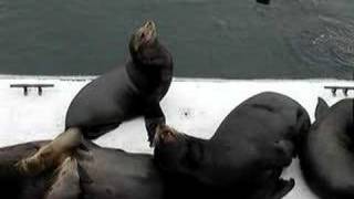 Sea lions barking [upl. by Odnamra]