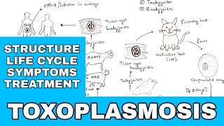 Toxoplasmosis  Toxoplasma gondii  Structure Life cycle Symptoms Treatment  Bio science [upl. by Gomar]