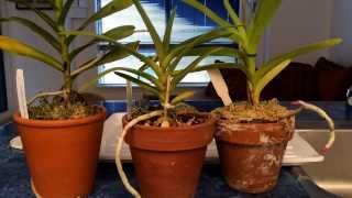 Growing Vanda Type Orchids In Pots Indoors Watering Time and Update [upl. by Cammi]