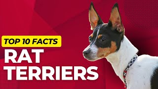 Rat Terrier Dogs 101 Top 10 Rat Terrier Facts [upl. by Lehcsreh]