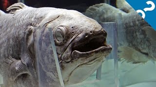 5 Bizarre Facts About the Coelacanth  What the Stuff [upl. by Rosner43]