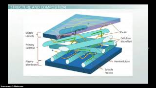 Plant Cell Wall Function Structure amp Composition [upl. by Babbette675]