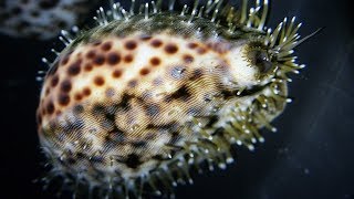 Facts The Tiger Cowrie [upl. by Avihs]