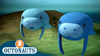 Octonauts  The Manatees  Cartoons for Kids  Underwater Sea Education [upl. by Abernathy]