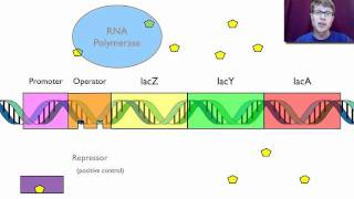 Gene Regulation [upl. by Gilges]