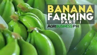 How to grow Banana Tree Part 1  Dizons Highland Bananas  Agribusiness Philippines [upl. by Nolahs]