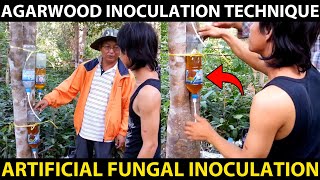 AGARWOOD INOCULATION TECHNIQUE  Agarwood Artificial Fungal Inoculation Method  Fungal Treatment [upl. by Gambrill303]