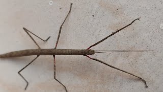 Walking Stick insect Phasmida [upl. by Niwdog]