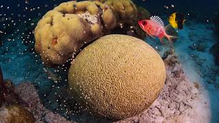 Grooved Brain Coral Diploria labyrinthiformis spawning at Buddys Reef [upl. by Minton]