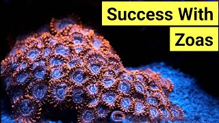 How To Keep Zoas  Zoanthid Care Guide [upl. by Rovaert902]