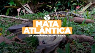 Mata Atlântica Explorando a Riqueza Natural e Biodiversidade  Natural Richness and Biodiversity [upl. by Holihs]